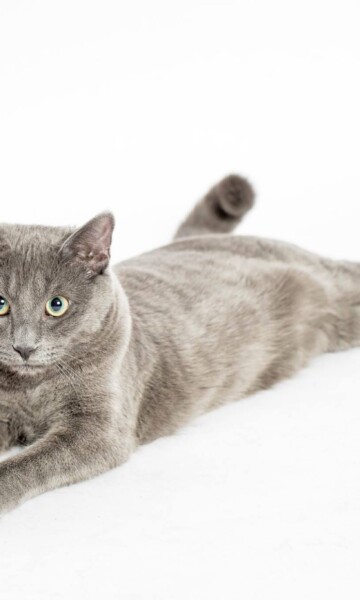 NYC photographer, Zion Yoni Levy, has worked with clients for decades to capture Pet photography that are a reflection of personality and individuality. Professional Pet Photography at Tal Studio NYC Pet Photography Tal Studio NYC