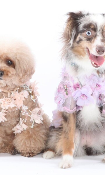 NYC photographer, Zion Yoni Levy, has worked with clients for decades to capture Pet photography that are a reflection of personality and individuality. Professional Pet Photography at Tal Studio NYC Pet Photography Tal Studio NYC