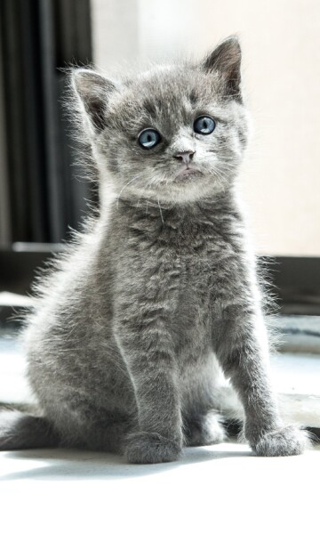 NYC photographer, Zion Yoni Levy, has worked with clients for decades to capture Pet photography that are a reflection of personality and individuality. Professional Pet Photography at Tal Studio NYC Pet Photography Tal Studio NYC